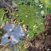 Active World Tuff Tray Minibeast Photographic Mat  hi\-res