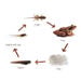 TTS Life Cycles Magnetic Pieces 3 Sets  hi\-res