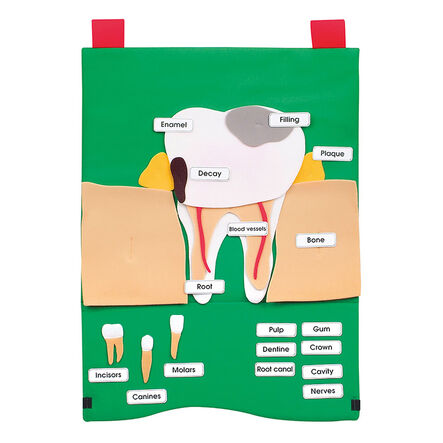 Tooth Health and Hygiene Wall Hanging  hi\-res