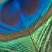 Feather Pack Assorted 78g  hi\-res