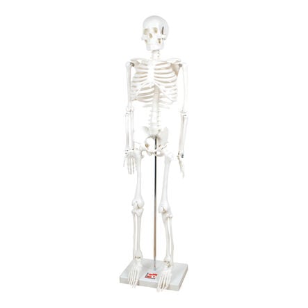 Boney Tony Half Sized Human Skeleton Model  hi\-res