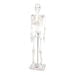Boney Tony Half Sized Human Skeleton Model  hi\-res