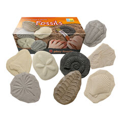 Let's Investigate Fossils 8pcs  Let's Investigate Fossils 8pcs  hi-res