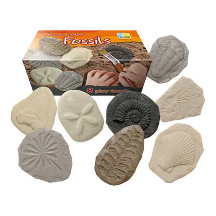Let\'s Investigate Fossils  hi\-res