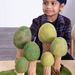 Small World Four Season Trees 12pk  hi\-res