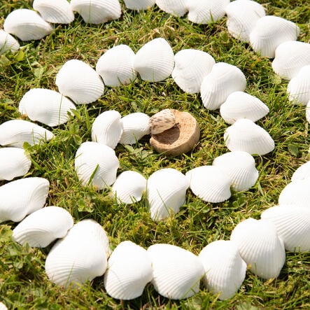 White Seashells 2.5l  hi\-res