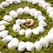 White Seashells 2.5l  hi\-res