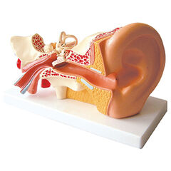 4x Life Size Human Ear Model  hi-res