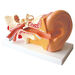 4x Life Size Human Ear Model  hi\-res