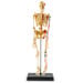 Learning Resources Complete Anatomy Models  hi\-res