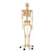 Life Size Human Skeleton Model  hi\-res