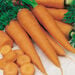 Vegetable Seed Collection  hi\-res
