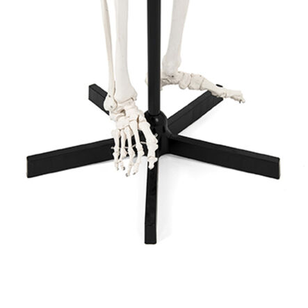 Life Size Human Skeleton Model  hi\-res