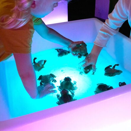 Terrific Talking Frogs  hi\-res