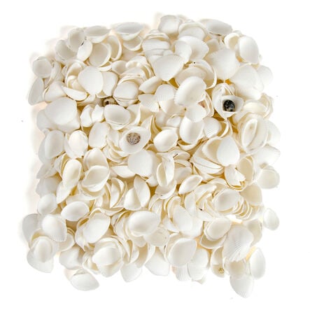 White Seashells 2.5l  hi\-res