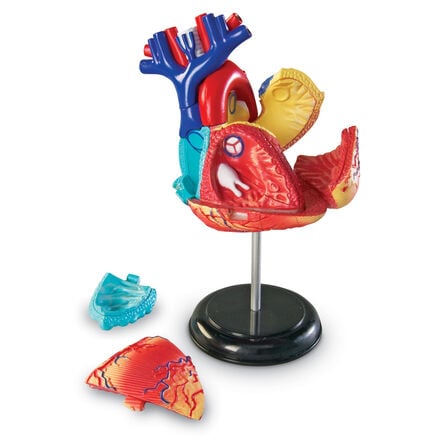 Learning Resources Complete Anatomy Models  hi\-res