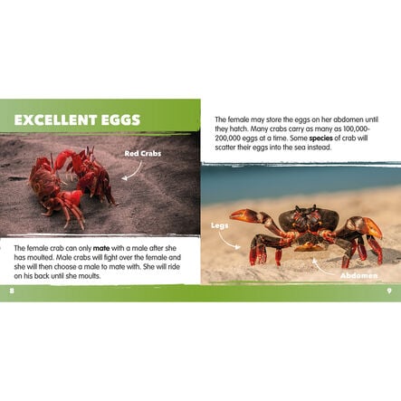 Seaside Topic Book Pack 10pk  hi\-res