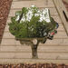 TTS Mark Making Mirror Tree 1 Ash  hi\-res