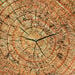 Learn about Nature Tree Stump Seat  hi\-res