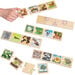 Life Cycles Puzzle  hi\-res