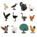 Small World Birds Set  hi\-res