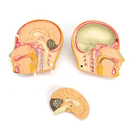 Human Body Anatomical Torso  hi\-res