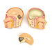 Human Body Anatomical Torso  hi\-res