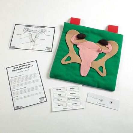 Reproductive Organ Display Vests  hi\-res