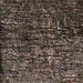 Learn about Nature Tree Stump Seat  hi\-res