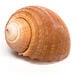 Basket of Sea Shells  hi\-res