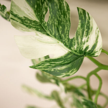 Variegated Monstera Plant Garland 190cm  hi\-res