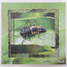 Insect Layered Life Cycle Jigsaws 4pk  hi\-res