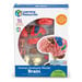Learning Resources Complete Anatomy Models  hi\-res