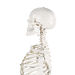Life Size Human Skeleton Model  hi\-res
