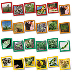 Plant Life Cycle Sequencing Cards  hi-res