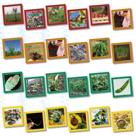 Plant Life Cycle Sequencing Cards  hi\-res