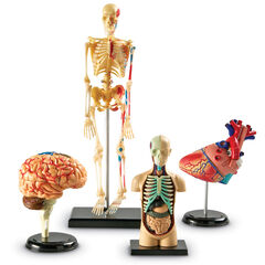 Learning Resources Complete Anatomy Models  hi-res