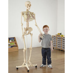 Life Size Human Skeleton Model  hi-res