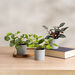Artificial House Plants in Grey Pots 3pk  hi\-res