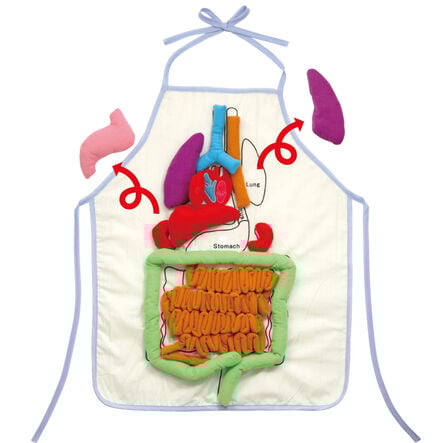 Human Anatomy Apron  hi\-res