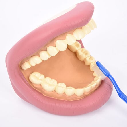 Giant Teeth and Toothbrush Model  hi\-res