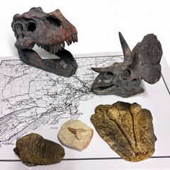 Dinosaur Fossil Kit  hi-res