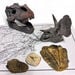 Dinosaur Fossil Kit  hi\-res