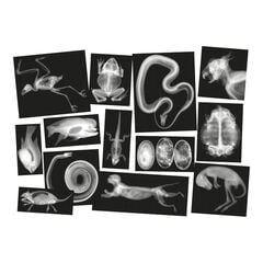 Polydron Animal X-Rays and Picture Cards  hi-res