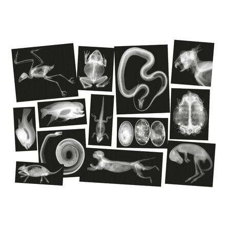 Polydron Animal X\-Rays and Picture Cards  hi\-res