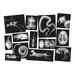 Polydron Animal X\-Rays and Picture Cards  hi\-res