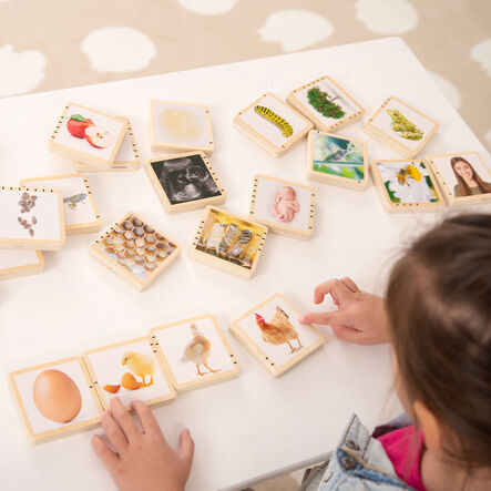 Wooden Life Cycle Tiles 24pk  hi\-res