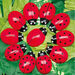 Ladybugs Counting Activity Cards 16pk  hi\-res