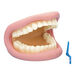 Giant Teeth and Toothbrush Model  hi\-res