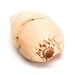 Basket of Sea Shells  hi\-res